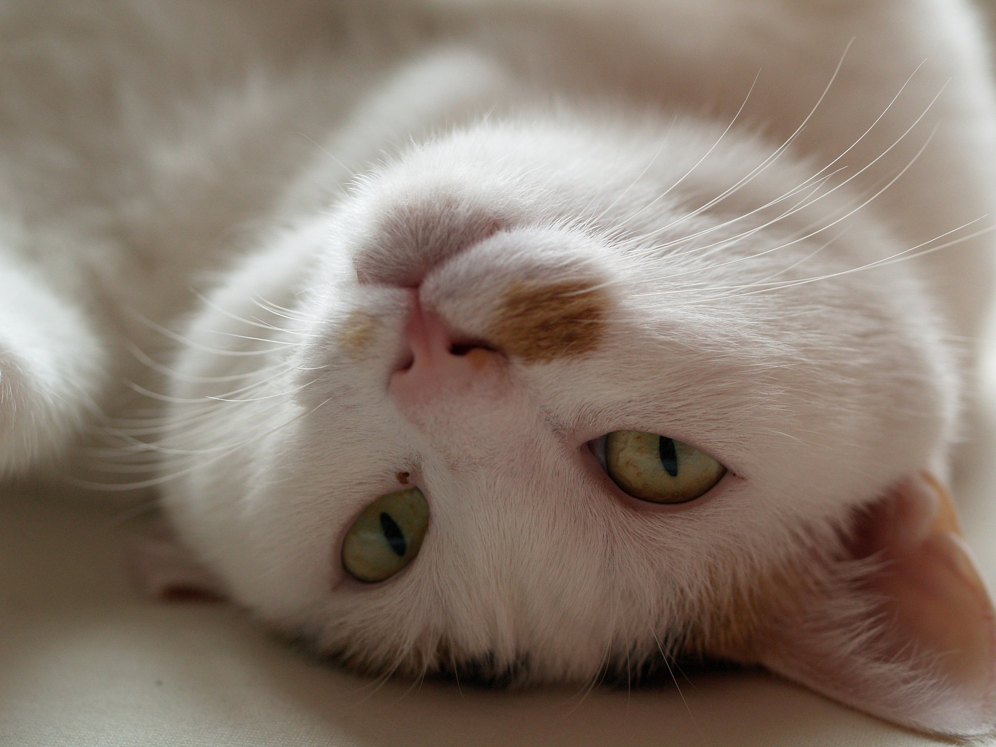 猫の額