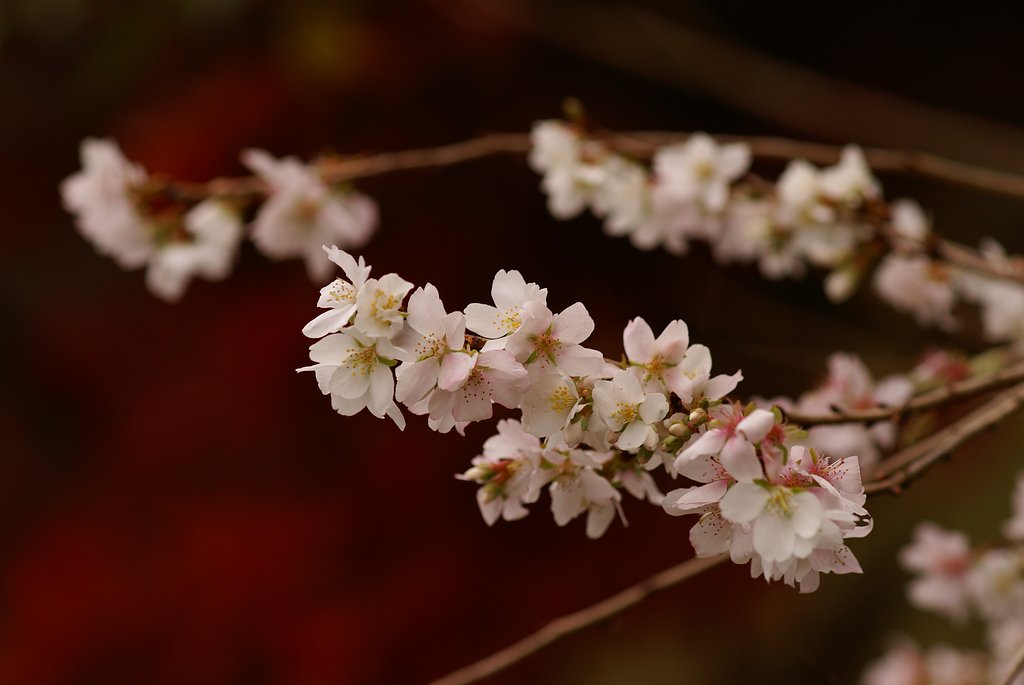 四季桜