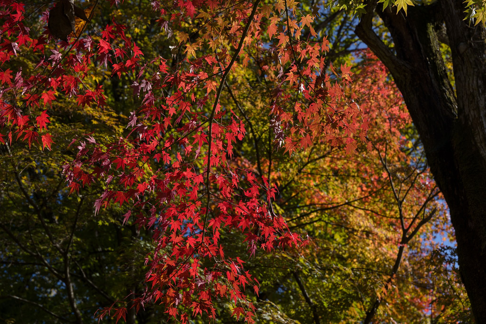紅葉の名所じゃないけど