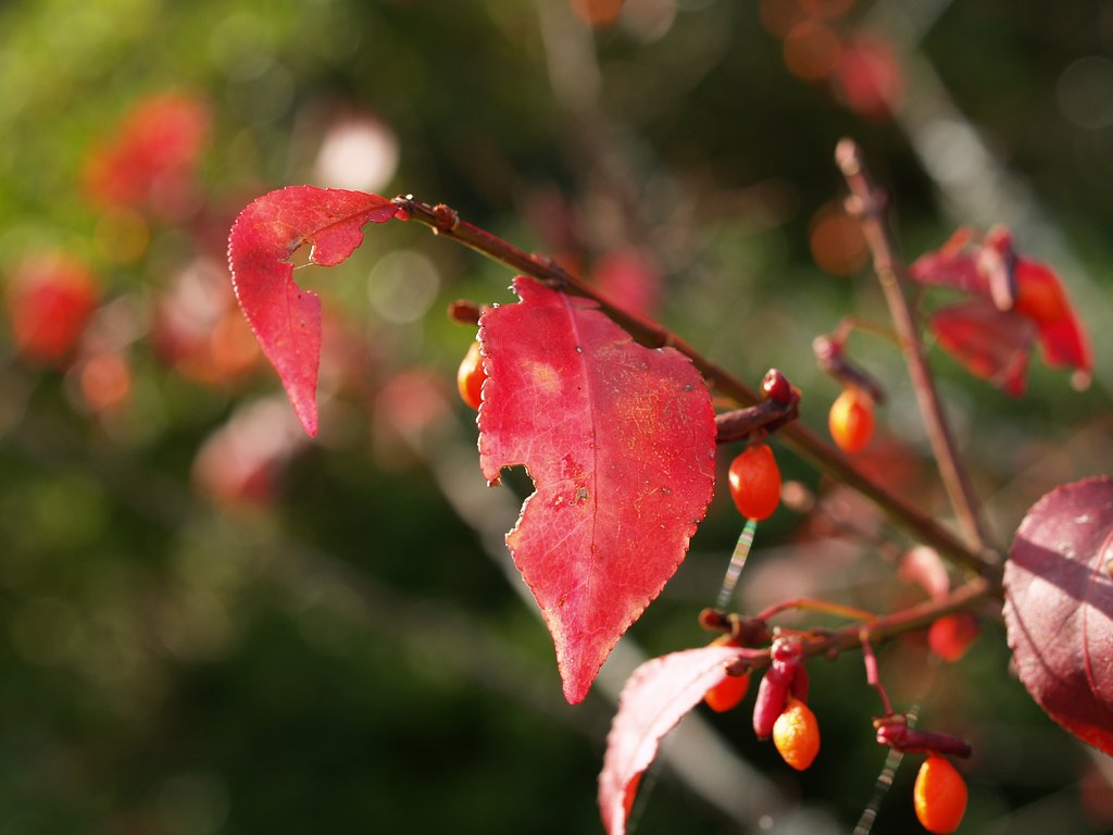 錦木の紅葉と赤い実♪その2