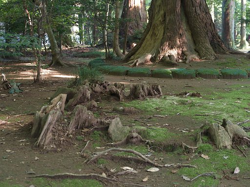 【木】巨木、土に帰る