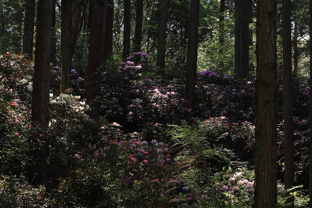 シャクナゲの森
