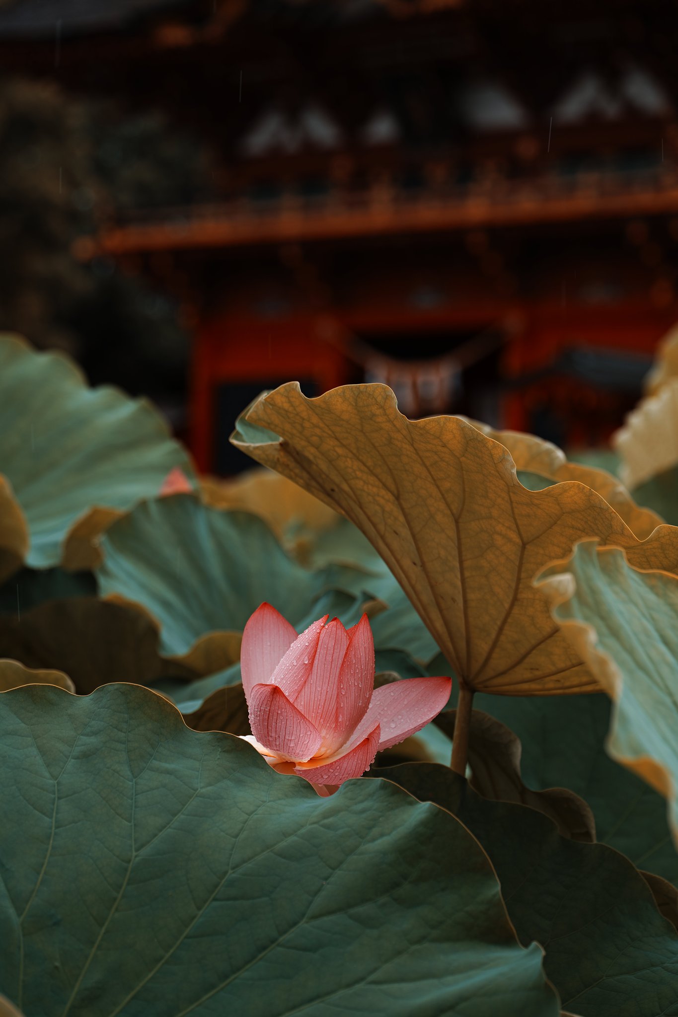好雨