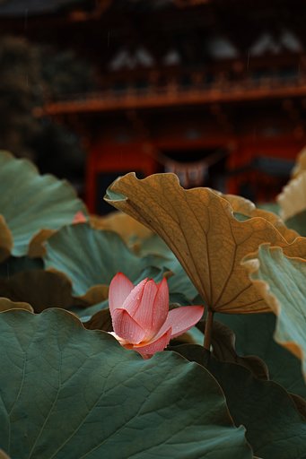 好雨