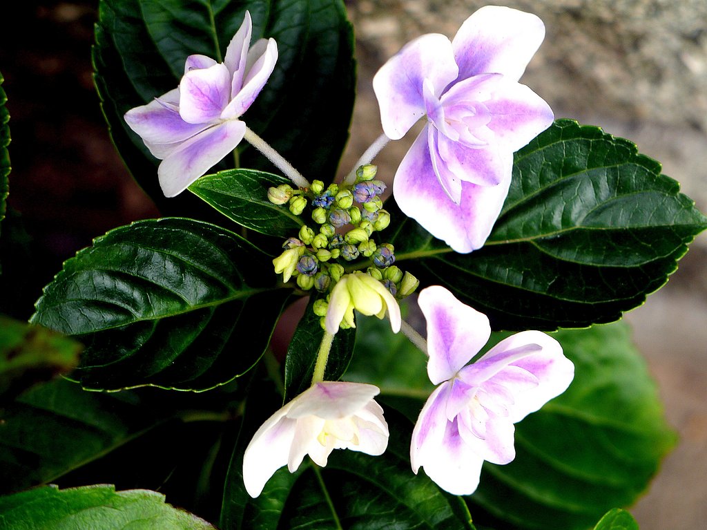 Panasonic Lumix VARIO14-45mmF3.5-5.6