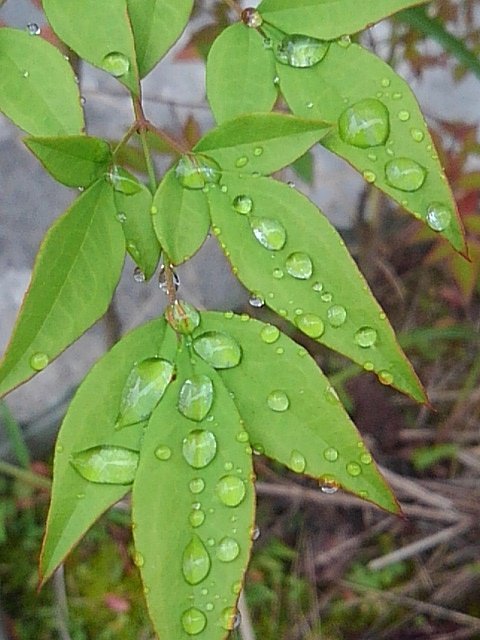ミニ南天の雫