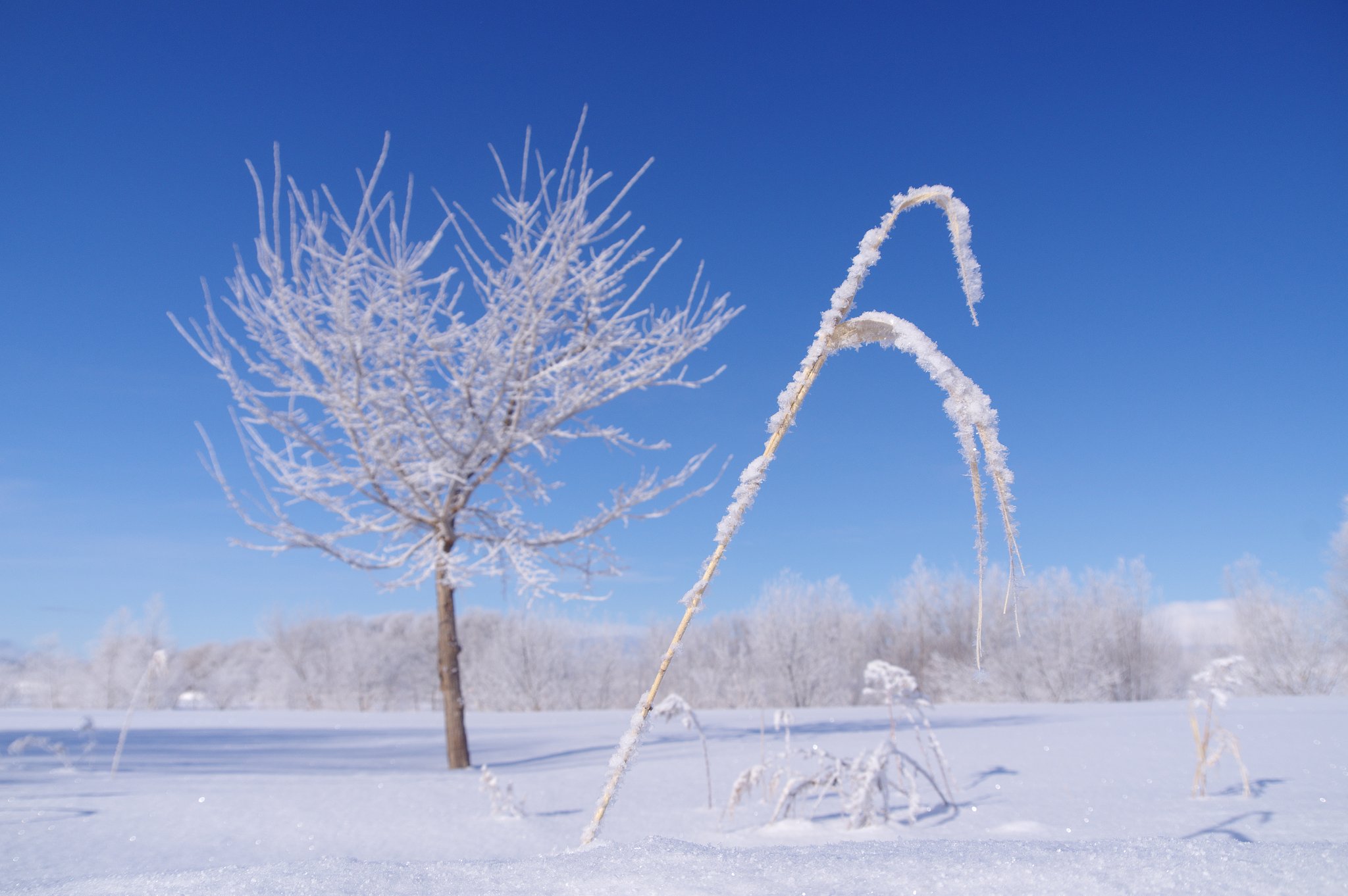 雪の後