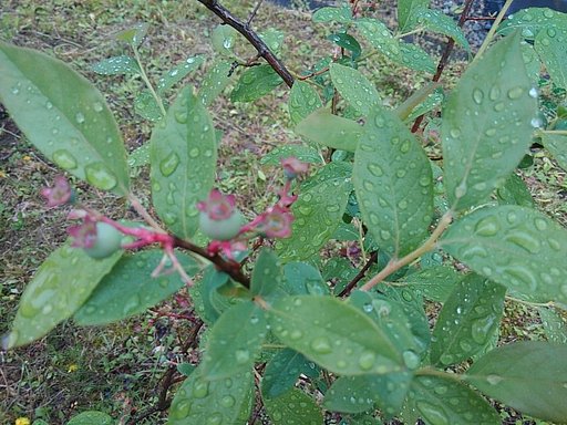 青い実のブルーベリーと葉の上の雨の雫