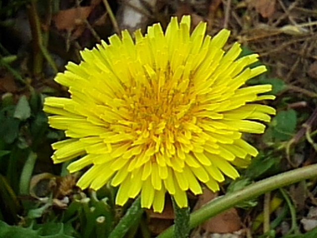 5月の庭のタンポポの花