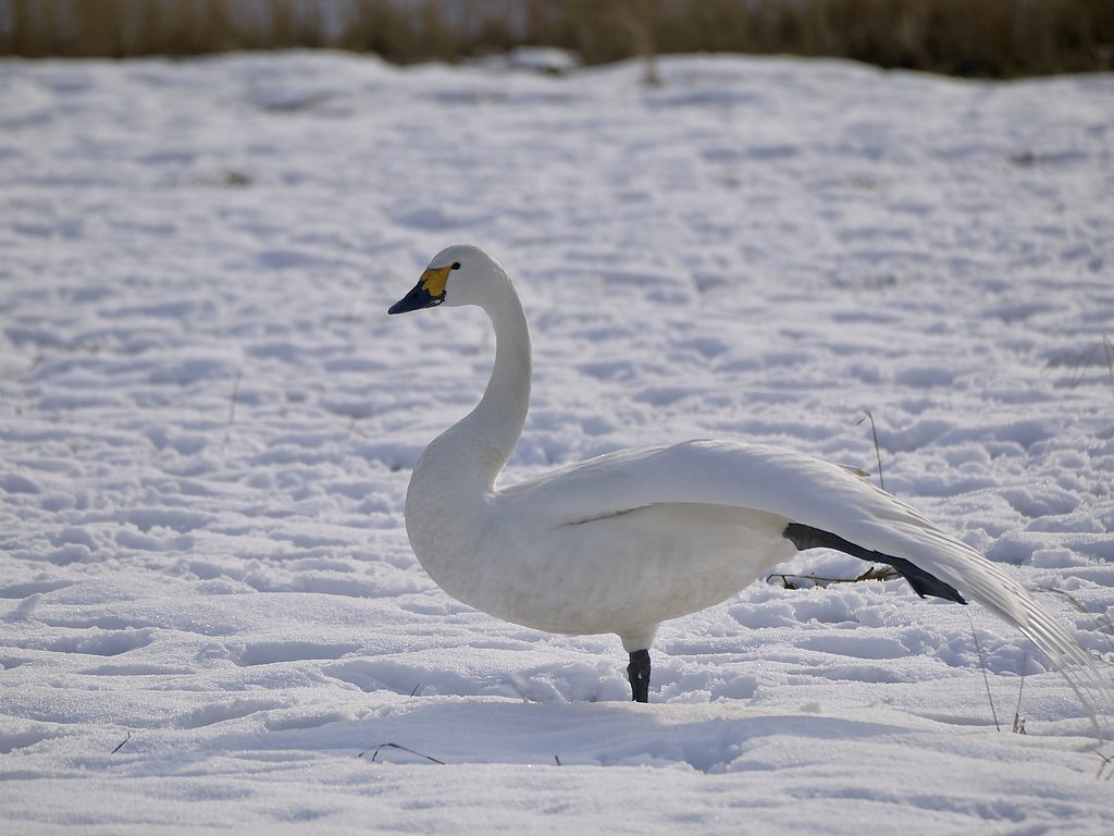 雪中のコハクチョウ ２