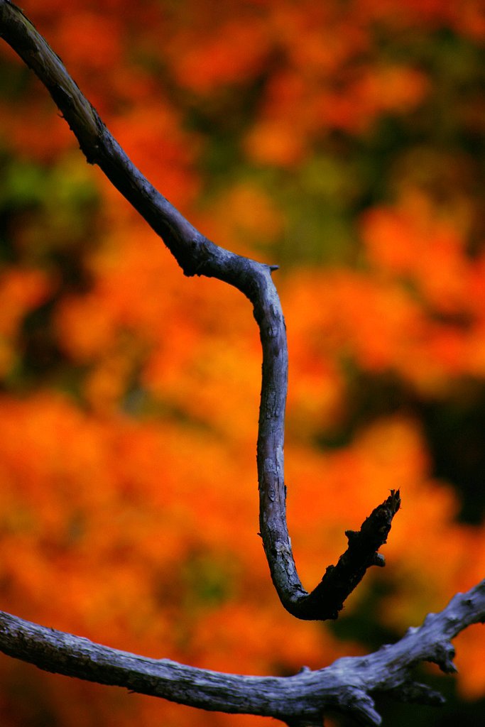 照葉狭の紅葉（４）