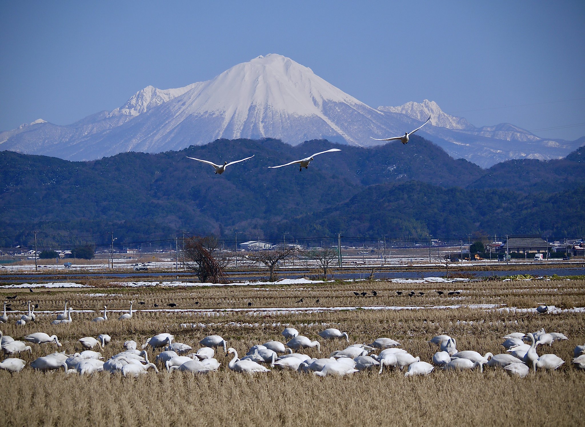 コハクチョウ＆大山