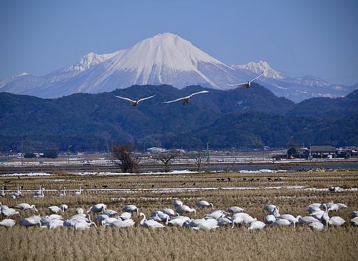 コハクチョウ＆大山