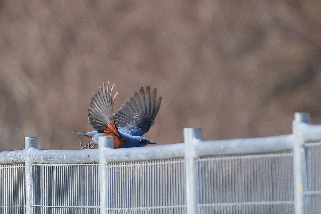 イソヒヨが飛び出しますが・・