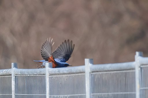 イソヒヨが飛び出しますが・・