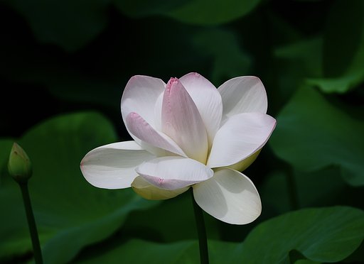 ハス−２