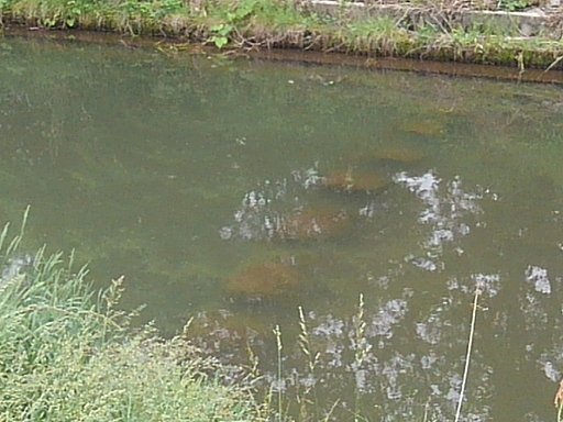 水に沈んだ飛び石