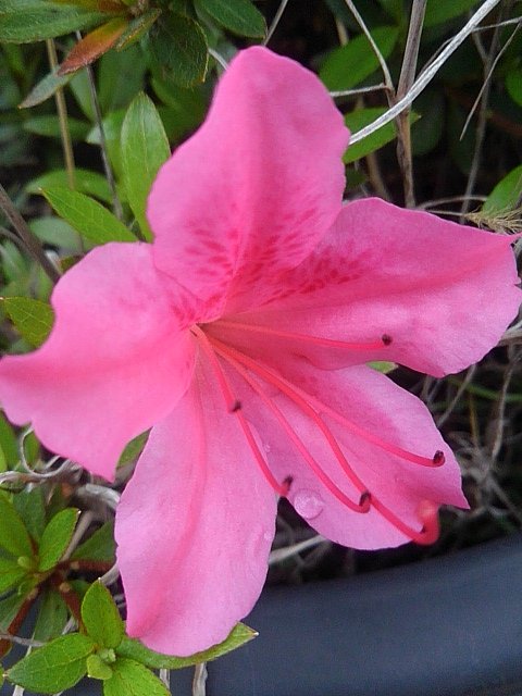 咲き始めた鉢のサツキの花
