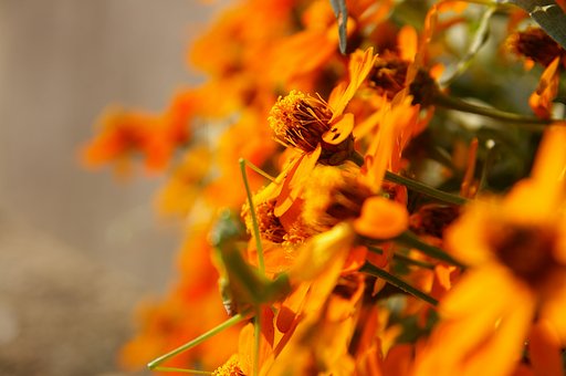 花に紛れて目に丸ボケ♪