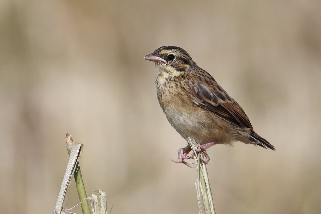 ホオアカ幼鳥・環境激変