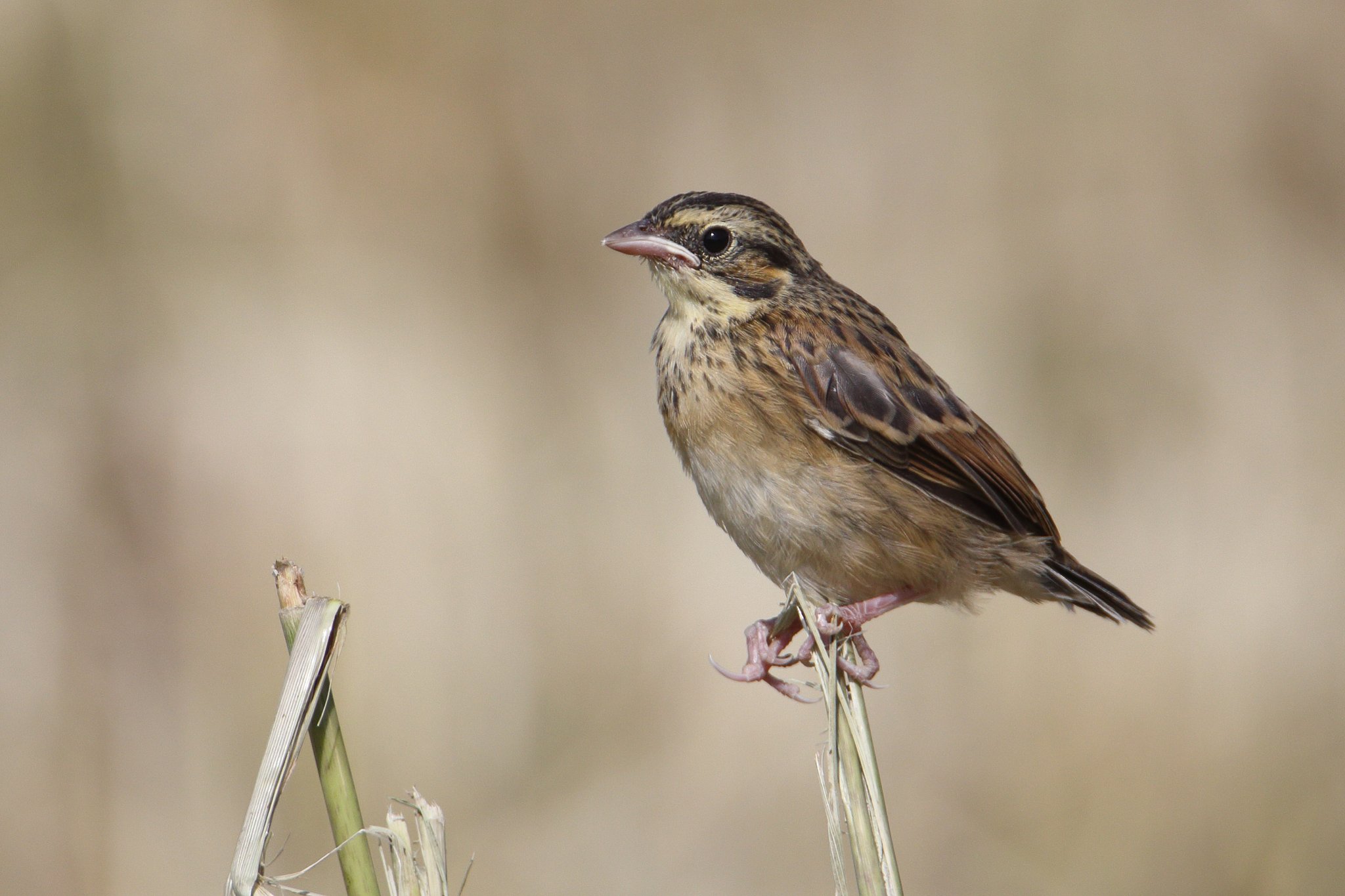 ホオアカ幼鳥・環境激変