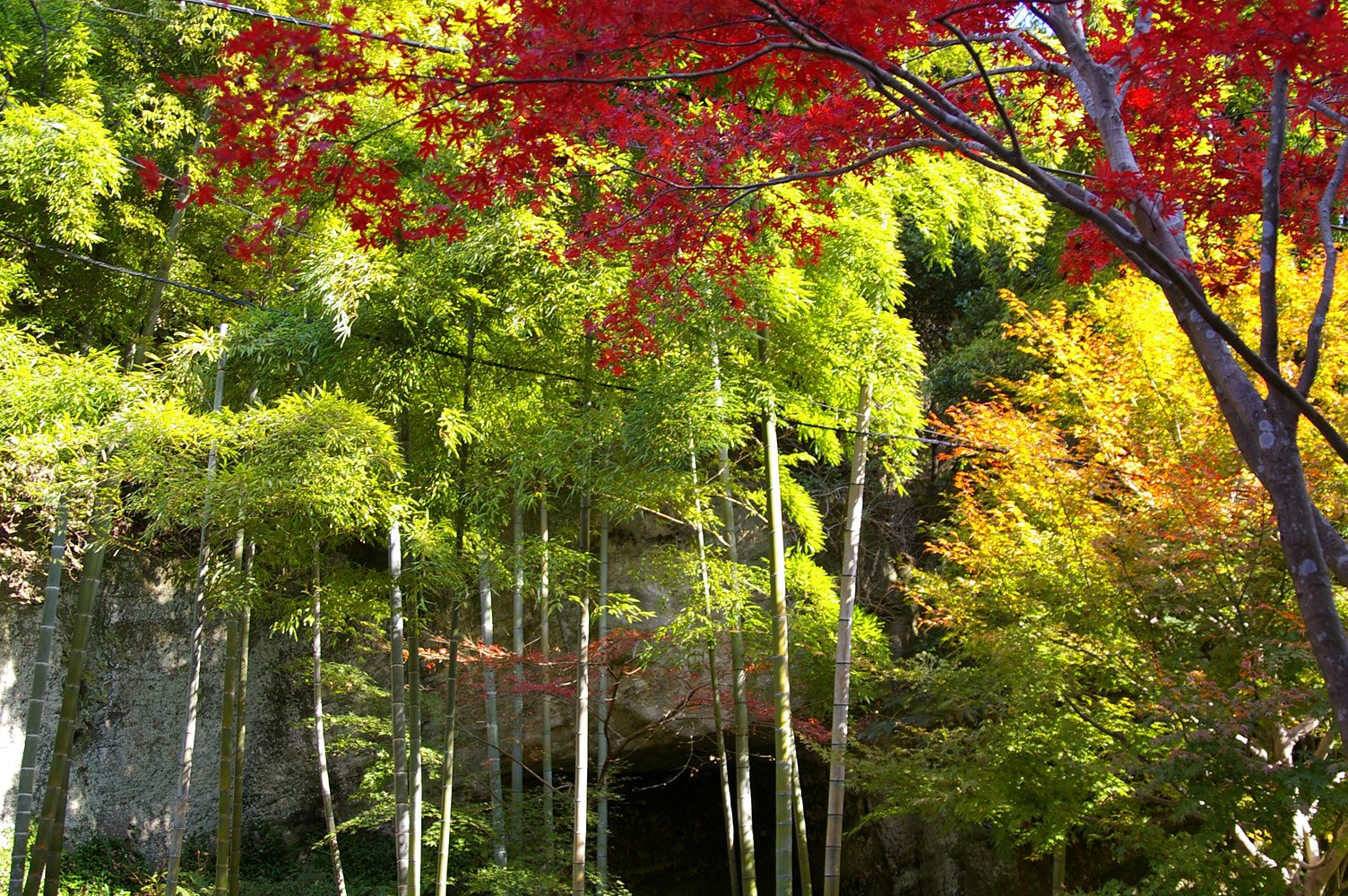 竹と紅葉