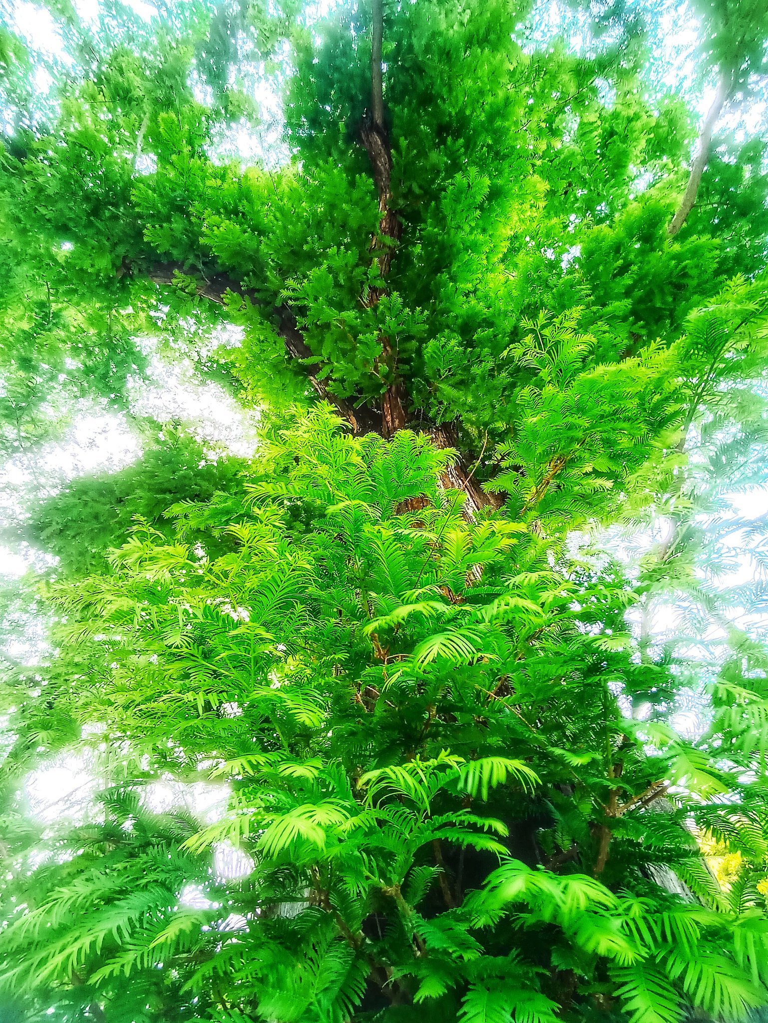 芽吹き