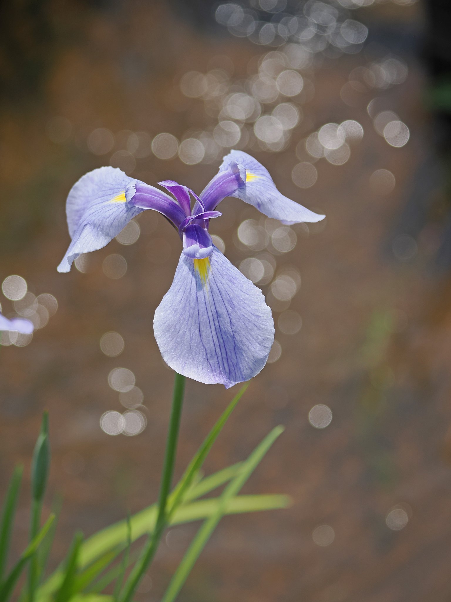 菖蒲まつり〜Ekio１〜