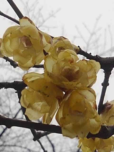 終盤の蝋梅