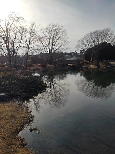 落ち着きそうな池の景色