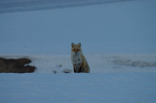 見つめあう