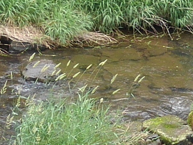 川底が見える綺麗な水