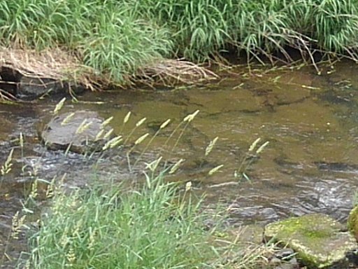 川底が見える綺麗な水