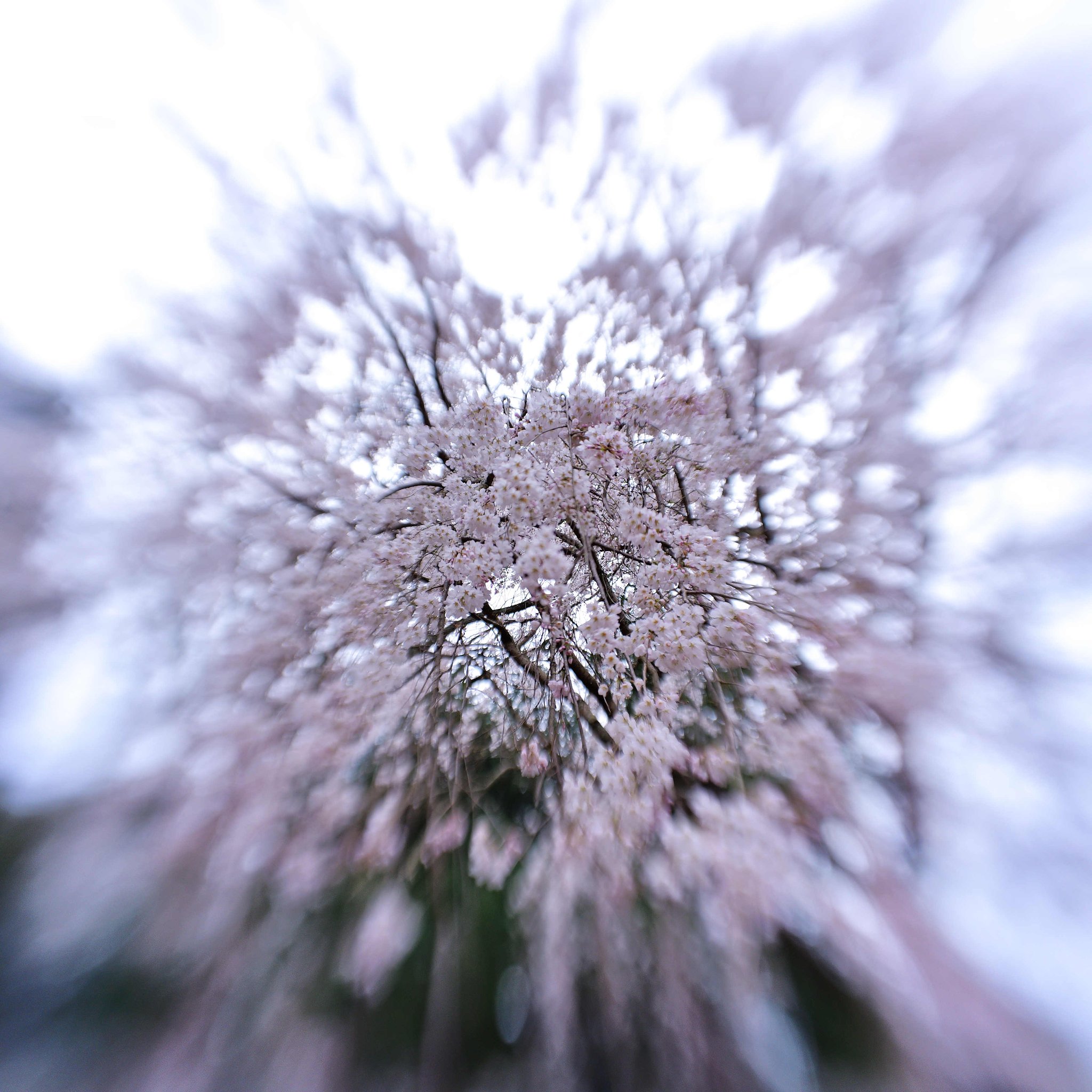 流れ桜