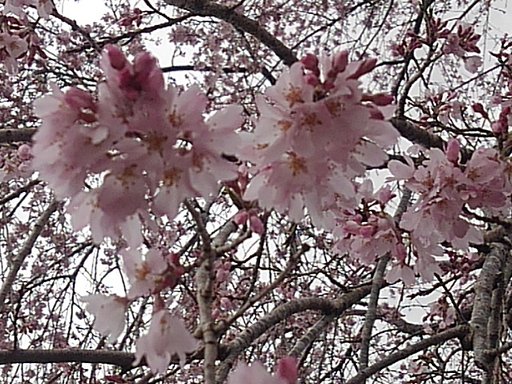 3月の終わり頃の枝垂桜