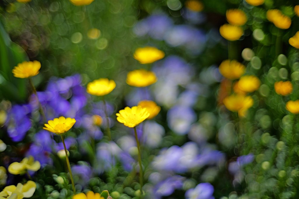 お花畑