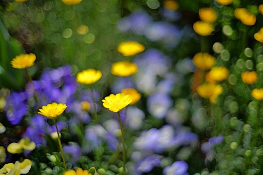 お花畑