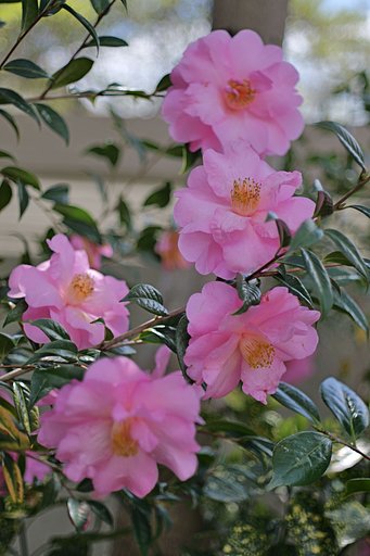 Nikkor 50mm F2