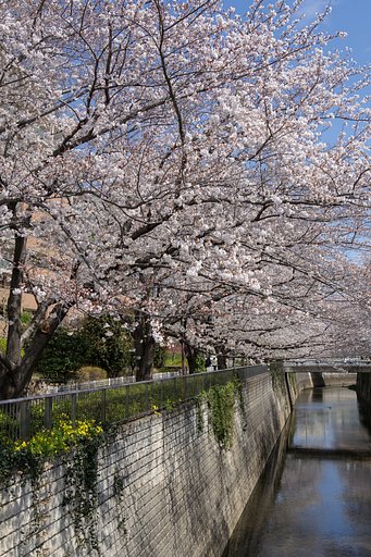 石神井川沿いの桜