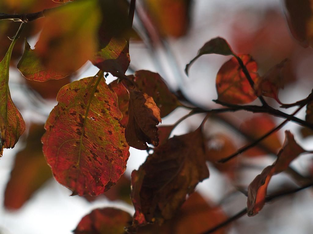 紅葉