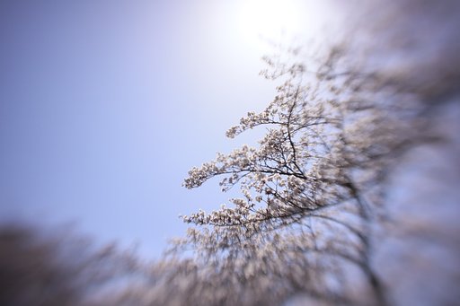 陽光を求めて