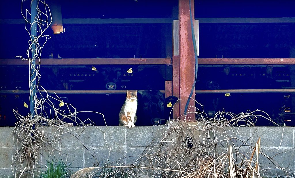 三毛猫＆牛