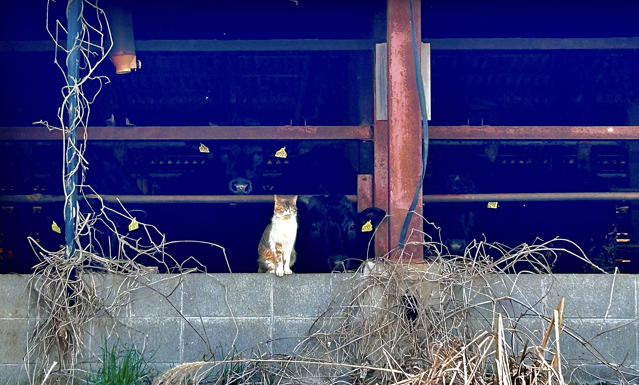 三毛猫＆牛