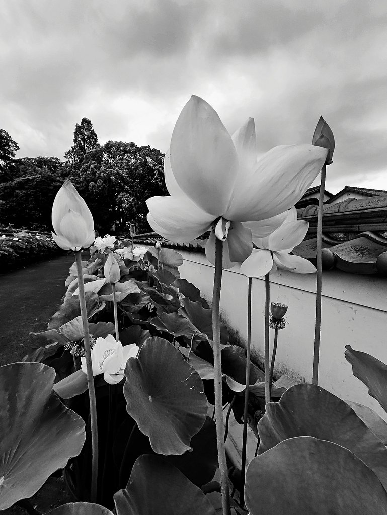 白花