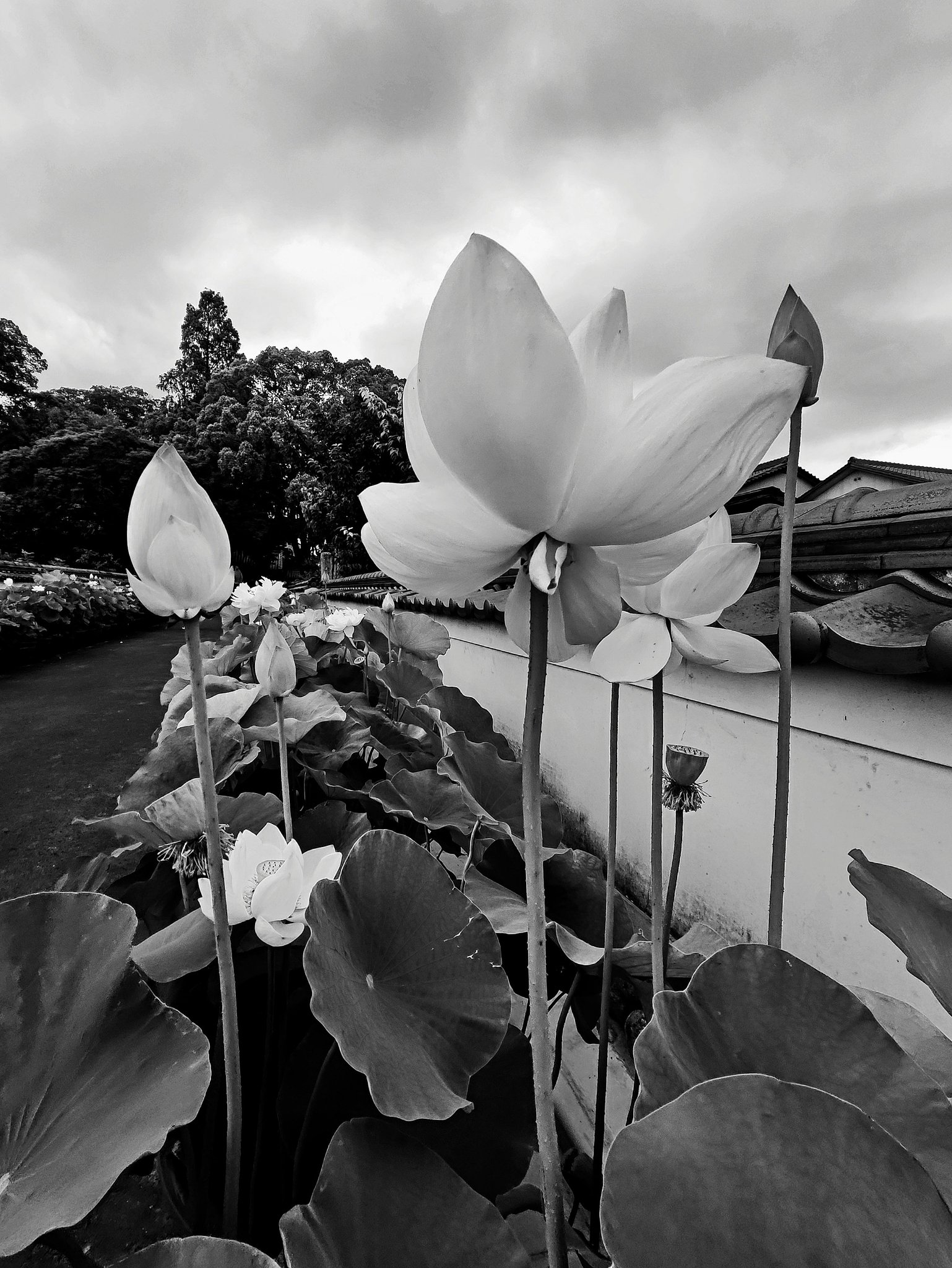 白花