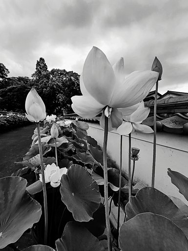 白花