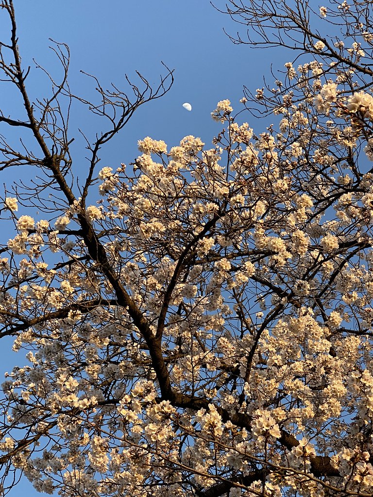 夕焼け桜と月