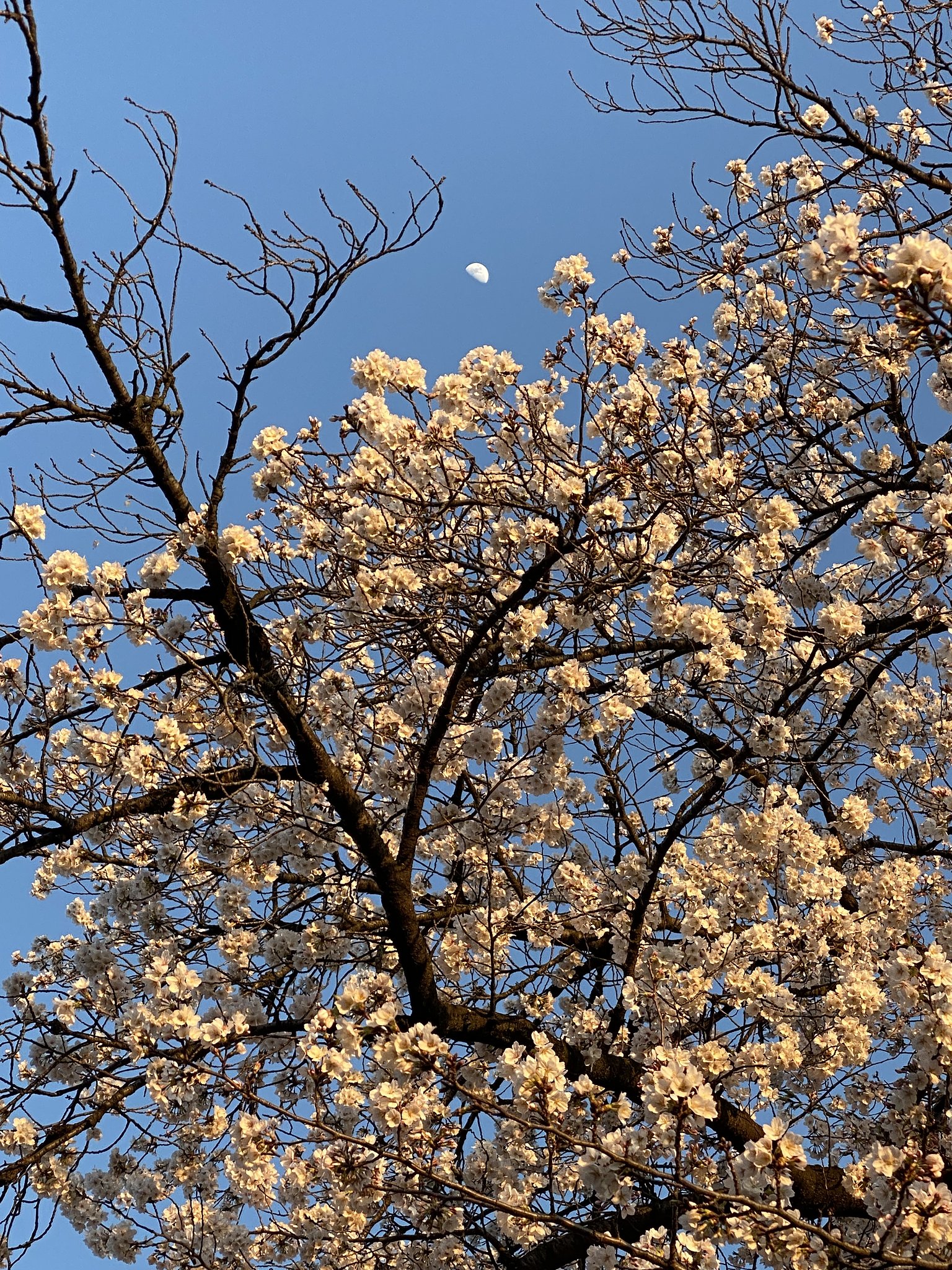 夕焼け桜と月