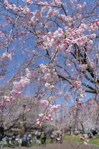 枝垂桜も競演