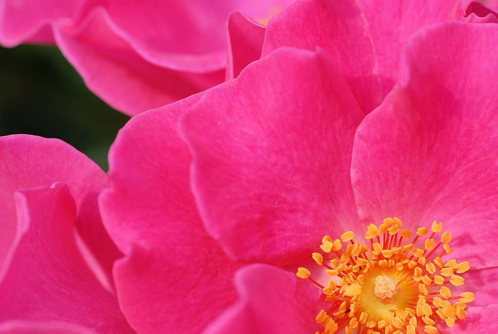 ばらの花粉